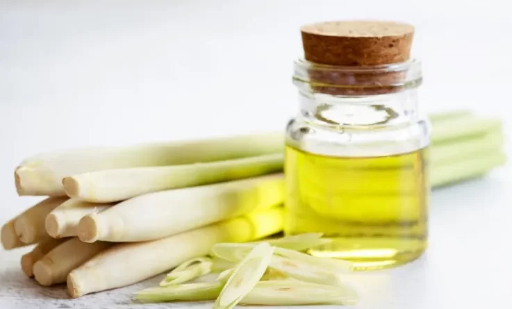 olio-essenziale-di-citronella