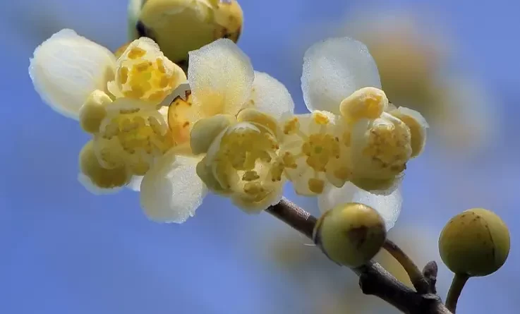 olio-essenziale-di-litsea